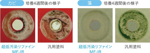 カビ・藻培養４週間後の様子